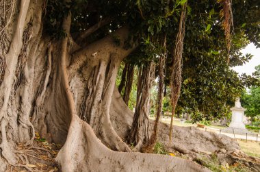 kalın ağaç parkı Palermo, Sicilya