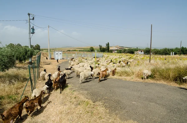 Овцы в Сицилии, Италия — стоковое фото