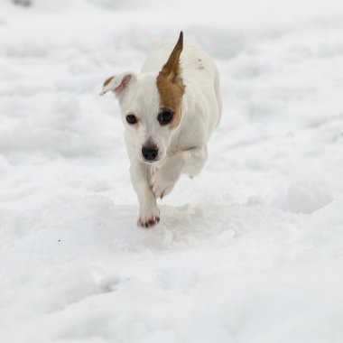 jack Russell terrier koşu