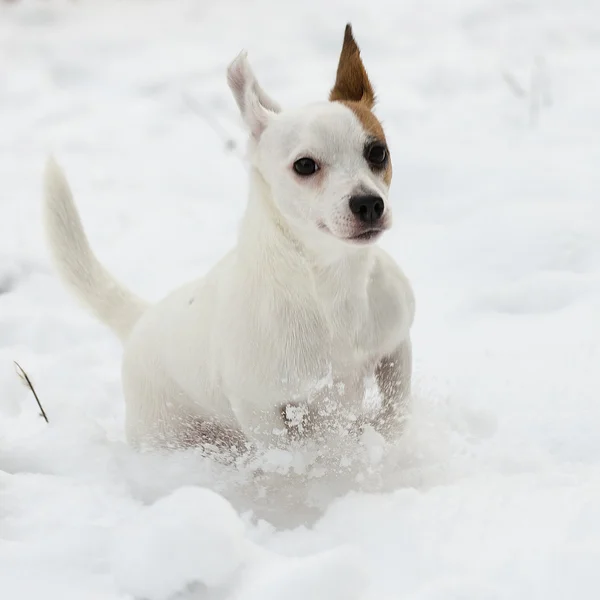 Jack Russell Terrier corriendo — Foto de Stock
