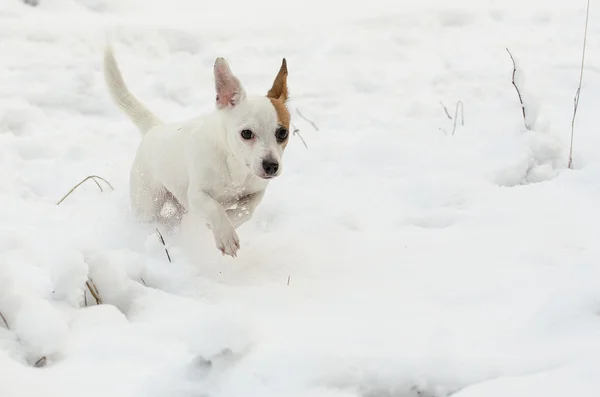Jack Russell Terrier corriendo — Foto de Stock