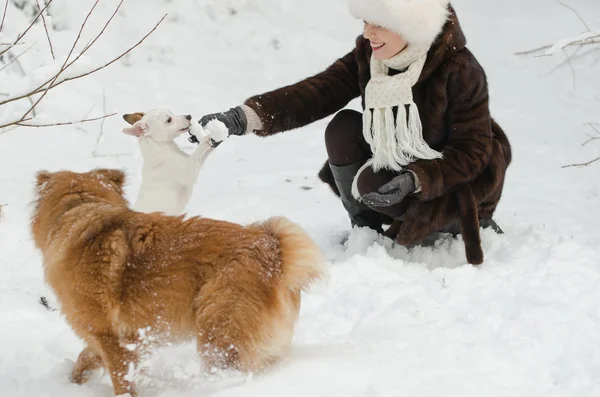 Mujer joven jugando con perros — Foto de Stock