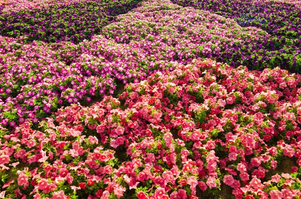 Blommor i trädgården — Stockfoto
