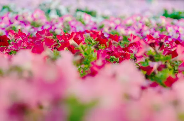 Bloemen in de tuin — Stockfoto