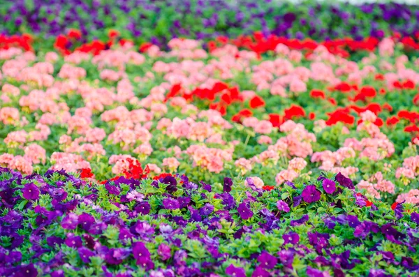 Färgglada petunior i trädgården — Stockfoto