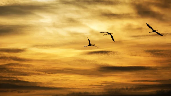 Silhuetter av flamingos som flyger i solnedgången — Stockfoto