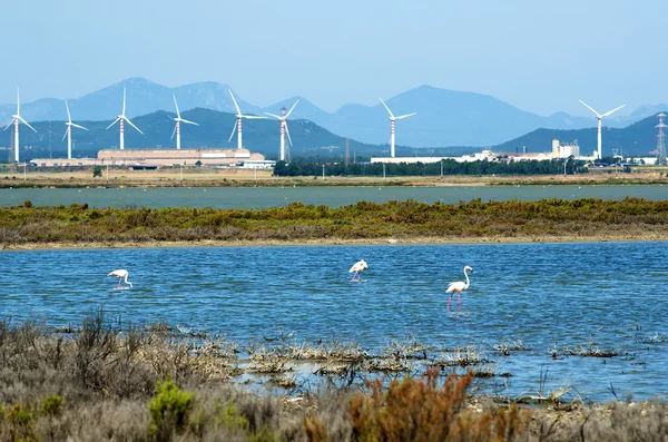 Flamingi obok cagliari, Sardynia — Zdjęcie stockowe