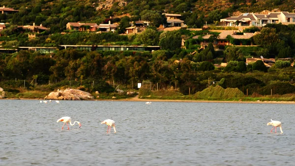 Flamingi w plaży Chia, Sardynia — Zdjęcie stockowe