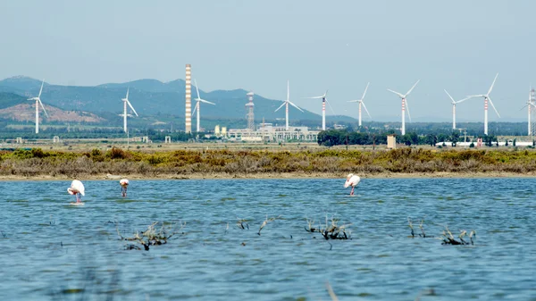 Flamingi obok cagliari, Sardynia — Zdjęcie stockowe