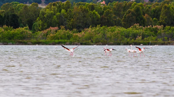 Flamingos in the beach of Chia, Sardinia — Stock Photo, Image