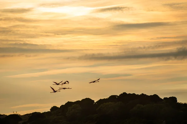 Flamingos som flyger i solnedgången — Stockfoto