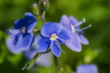 Unutma (myosotis makro resmi)