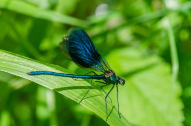yusufçuk böcek makro