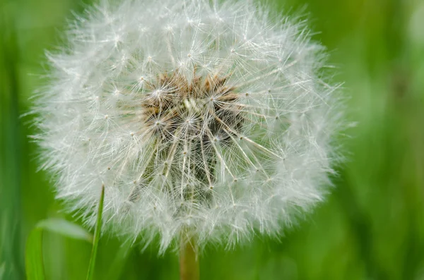 Relógio de dente de leão (Taraxacum officinale ) — Fotografia de Stock