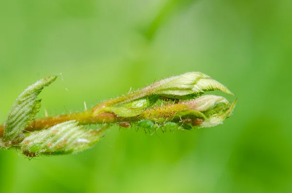 芽のマクロ写真 — ストック写真