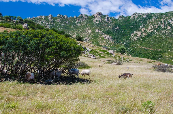 Geiten in Sardinië — Stockfoto