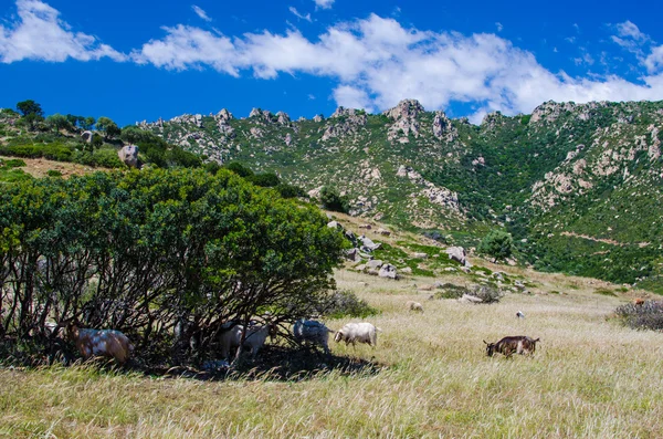 Geiten in Sardinië — Stockfoto