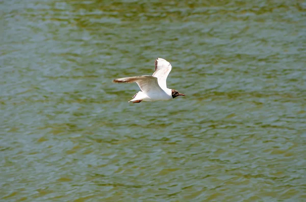 Gaivota voadora (mew, gaivota ) — Fotografia de Stock