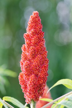 Sumak (Rhus coriaria çiçek)