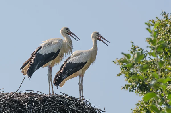 Twee ooievaars in het nest — Stockfoto
