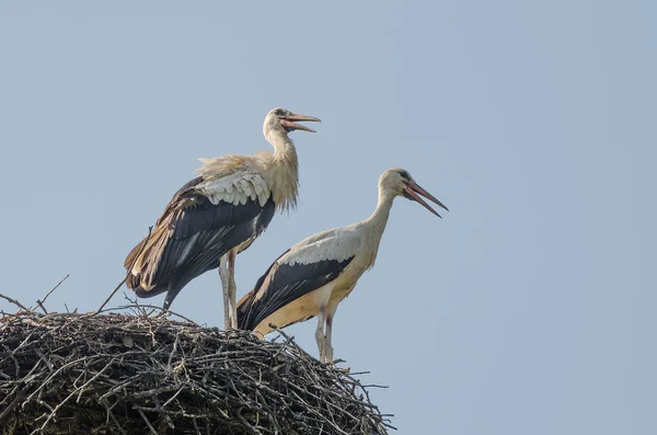 Dos cigüeñas en el nido — Foto de Stock