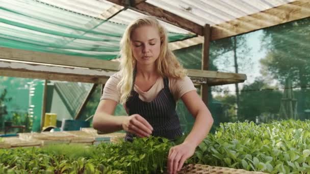 Agricultora caucasiana colhendo culturas em casa verde — Vídeo de Stock