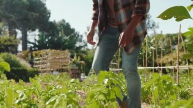 Evin dışındaki sebze bahçesinde çalışan melez erkek çiftçi.