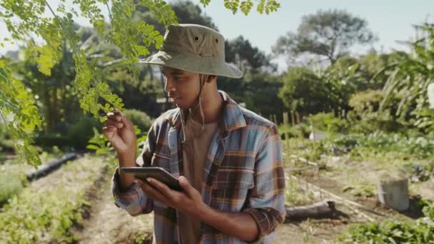 혼합 인종 남자 정원사 디지털 태블릿 과 야채 밭에서 서 — 비디오