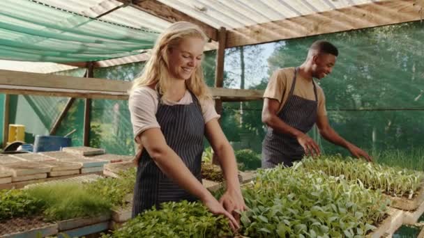 Caucasian male and female farmers working in green house — Stock Video