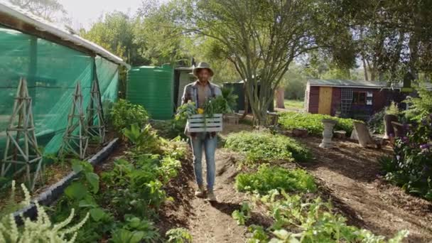 Blandad ras manlig bonde som bär låda grönsaker ler mot kameran — Stockvideo