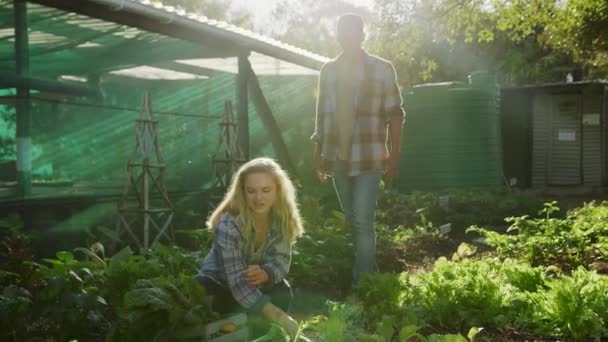 Mieszane rasy rolnicy płci męskiej i żeńskiej pracujący na wolnym powietrzu zbierający świeże warzywa — Wideo stockowe