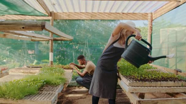 Exploitants mixtes masculins et féminins travaillant dans des plantes à arrosage en serre — Video