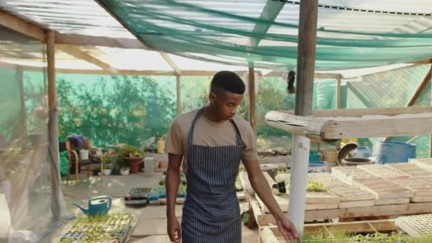 Raça mista agricultor masculino que trabalha em casa verde cuidando de legumes frescos — Vídeo de Stock