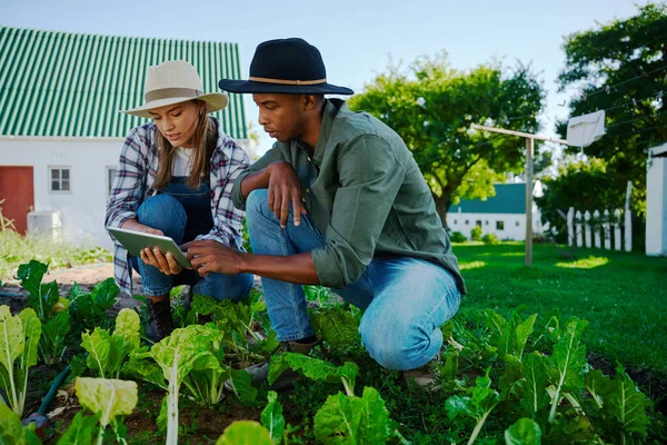 Agricultores de raza mixta machos y hembras que trabajan en huertos — Foto de Stock