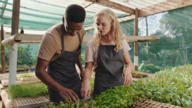 Yeşil evde çalışan melez erkek ve dişi çiftçiler taze sebzelerle ilgileniyorlar. 