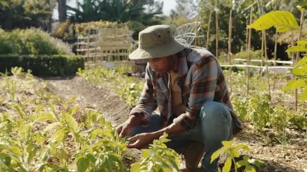 Mieszane rasy męskie rolnicy sadzenie roślin w ogrodzie warzywnym — Wideo stockowe