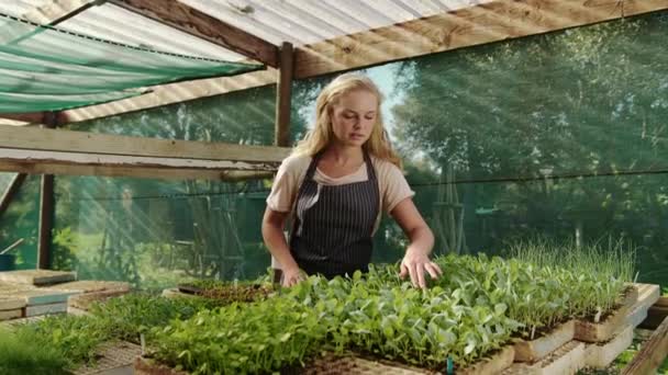 Beyaz kadın çiftçi yeşil evde bahçeyle uğraşıyor. — Stok video
