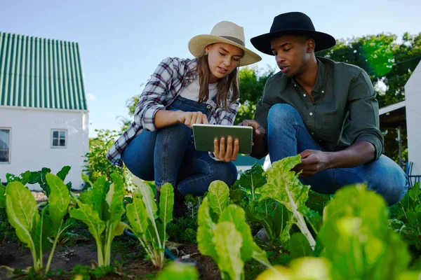 Mixed race male and female farmers crouching down in vegetable patch — Foto de Stock