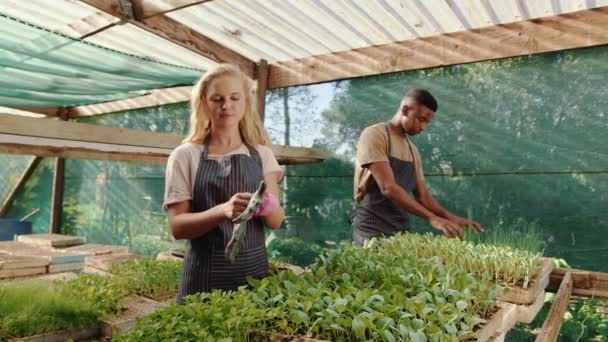 Blandad ras manliga och kvinnliga jordbrukare som arbetar i växthus — Stockvideo