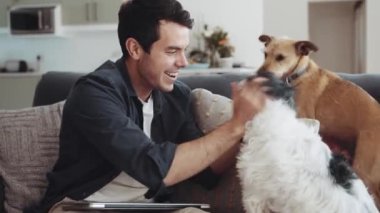 Caucasian man playing with pet dogs while sitting on couch at home before starting work on his laptop. High quality 4k footage