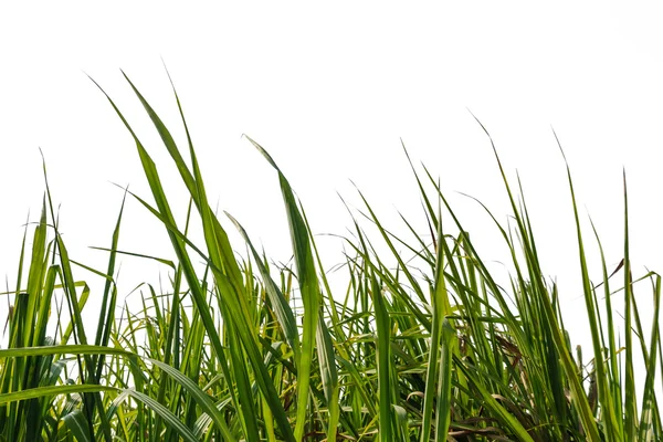 Beyaz bir arka plan üzerinde şeker kamışı yaprak ile izole 