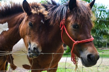 At yetiştiriciliği tarım alanında.