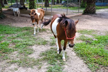 At yetiştiriciliği tarım alanında.