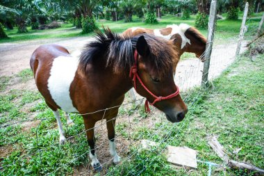At yetiştiriciliği tarım alanında.