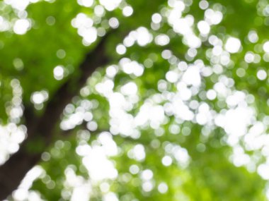 Lens etkisinden dolayı ağaçların altındaki bulanık bokeh