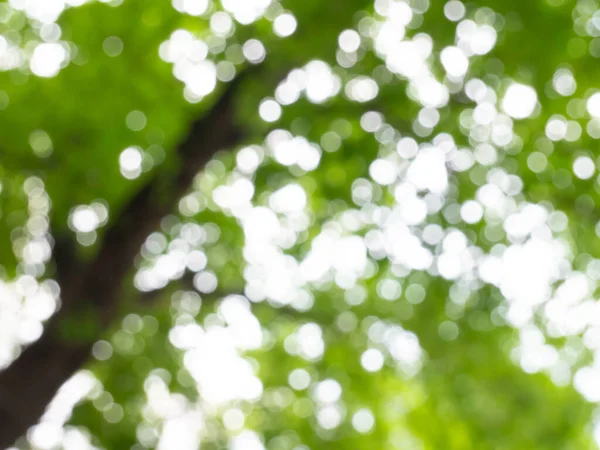 Lens etkisinden dolayı ağaçların altındaki bulanık bokeh