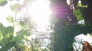 Güneş ışığı ağaçların arasından parlıyor.