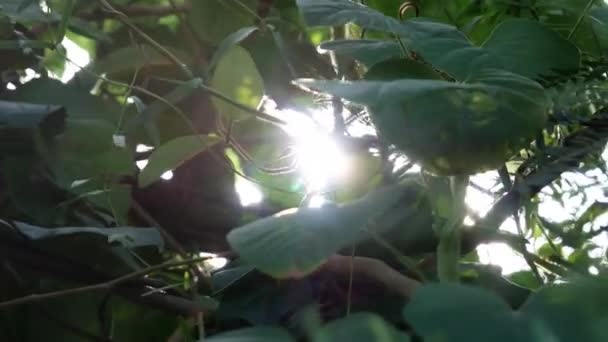 阳光穿过树林 — 图库视频影像