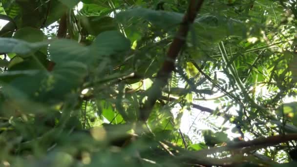 Φως Του Ήλιου Μέσα Από Δέντρα — Αρχείο Βίντεο