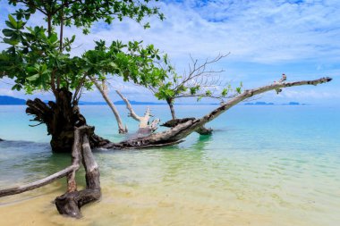 Yaşayan ve yaşamayan adalarda gökyüzü, deniz ve ağaçların manzarası.